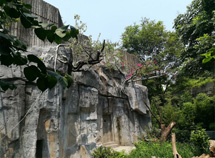 大熊貓景觀塑石